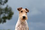 FOX TERRIER 649